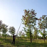 Carbon fiber telescopic rod for betel nut harvesting, picking Areca nut pole