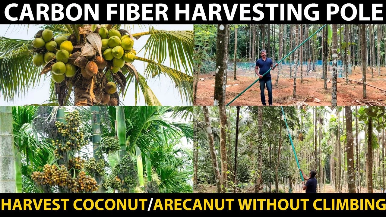 Best Carbon Fiber Poles for Betel Nut Harvesting